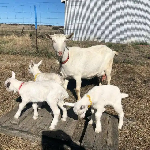 Pure Breed Healthy Saanen Goats for sale