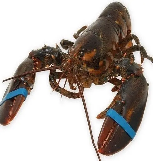 Hot Sales Live Lobsters, Fresh Lobster, Frozen Lobsters Tail