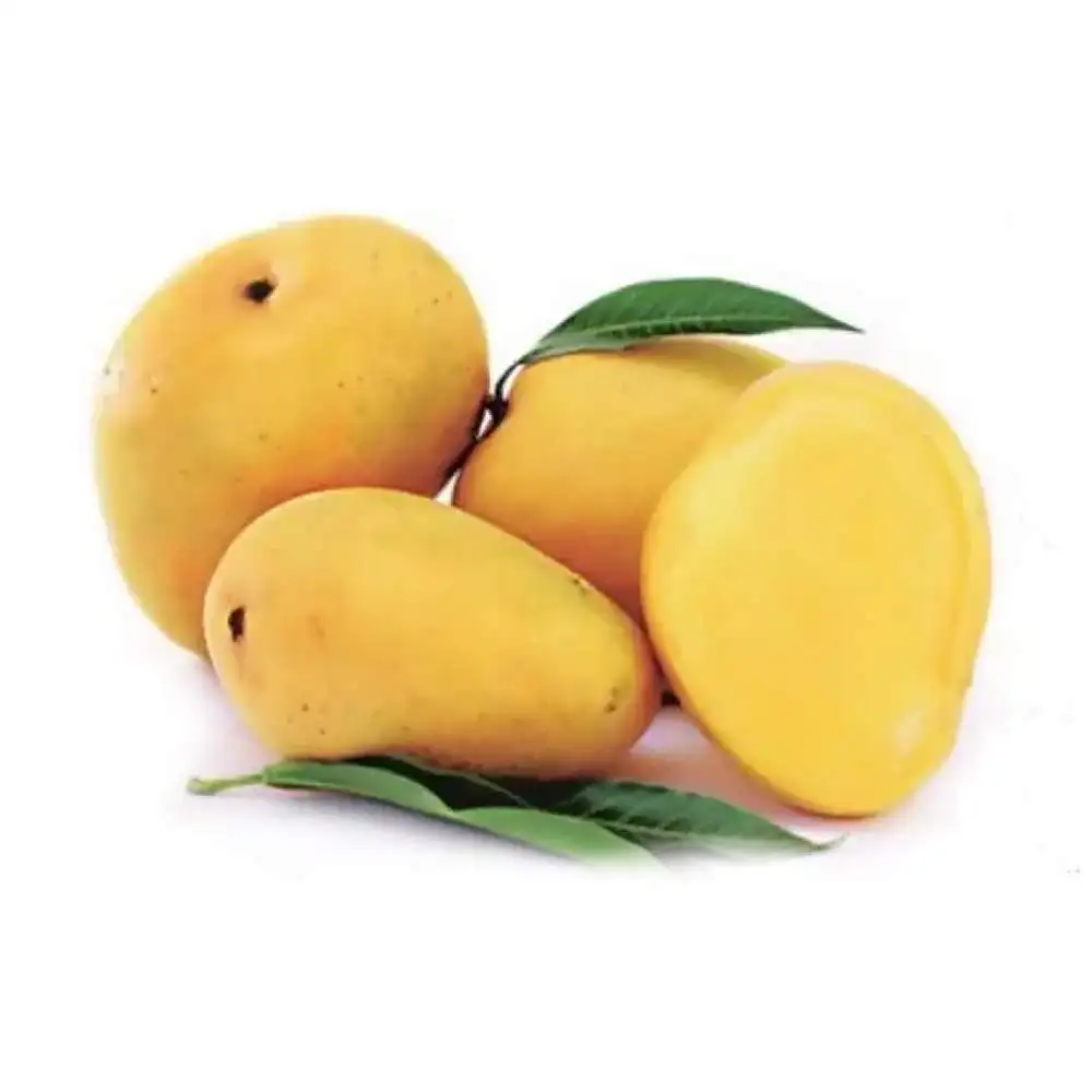 Экспорт свежих манго Alphonso в Индии