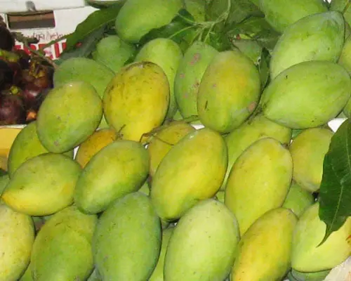 VIETNAM HONEY MANGO "CAT CHU" - CROP 2021 - EXPORTED QUALITY