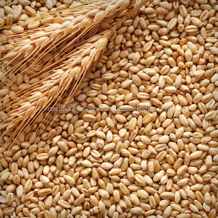 Exporter Of Hybrid Barley Seeds For Lesotho