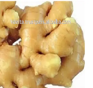 Fresh Ginger high quality from Vietnam/Ms.Tracy