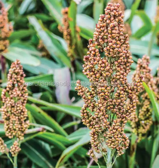 Exporter of sorghum seeds for Anuguilla
