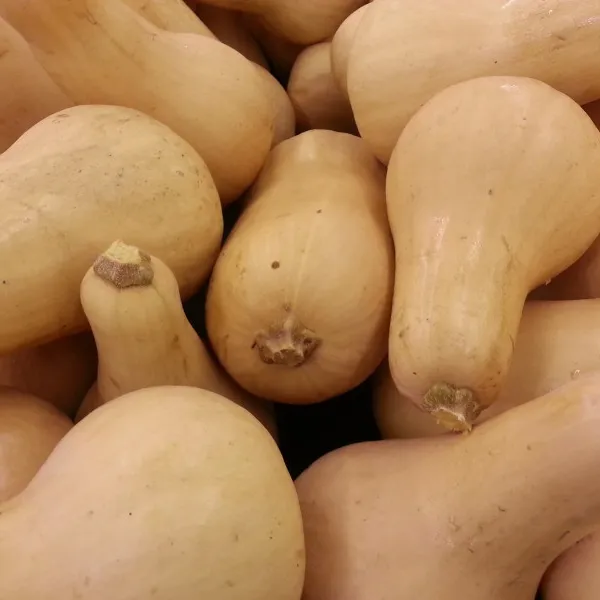 High Quality Butternut For Sale