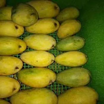 Fresh Crop Alphonso Mangos