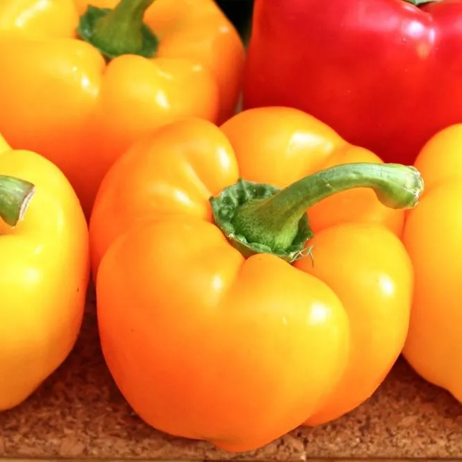 High Quality Fresh Capsicum Bell pepper from Egypt