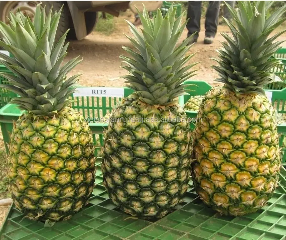 Fresh Pineapple from Vietnam- Cheap Price