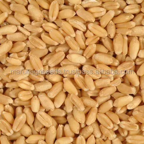 Exporter Of Barley Seeds For Mauritania