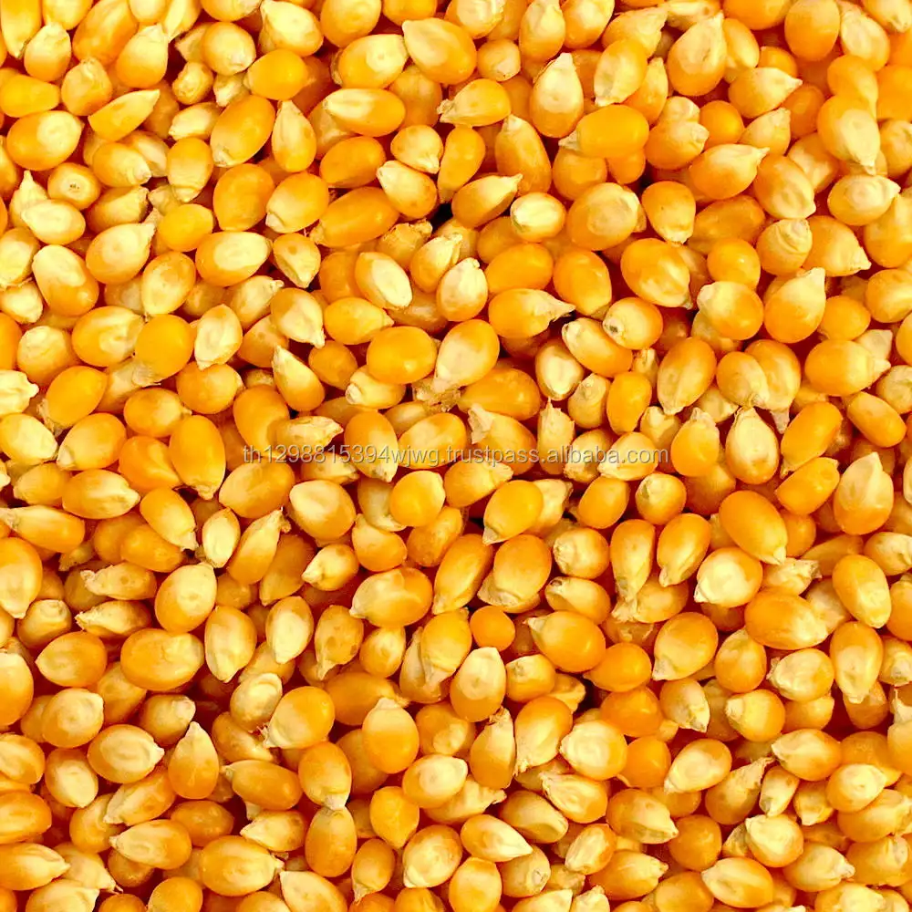 Хорошая Желтая Кукуруза/Кукуруза для корма для животных/желтая кукуруза для корма для птицы
