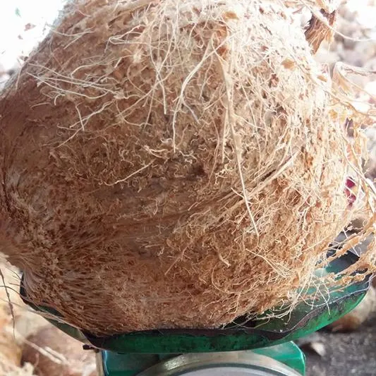 Коричневый кокосовый сушеный кокосовый полушелухой кокос