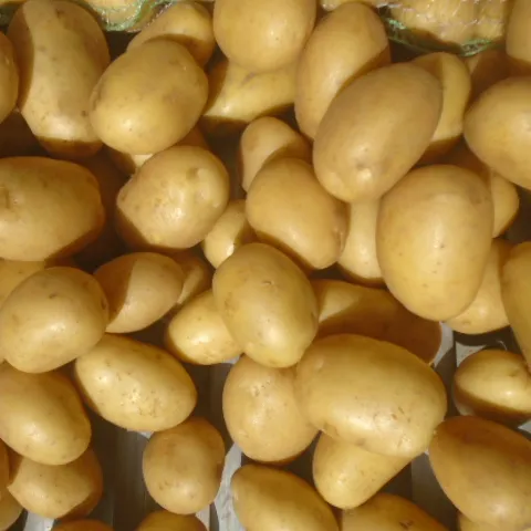 potato for sale from pakistan