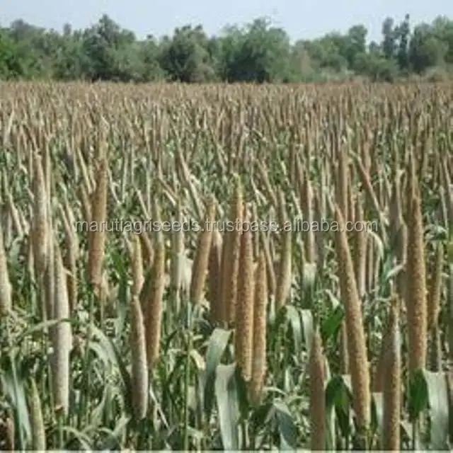 Good Quality Of Bajara Seeds For Zambia