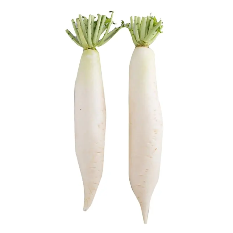 Fresh white radish crops 2022