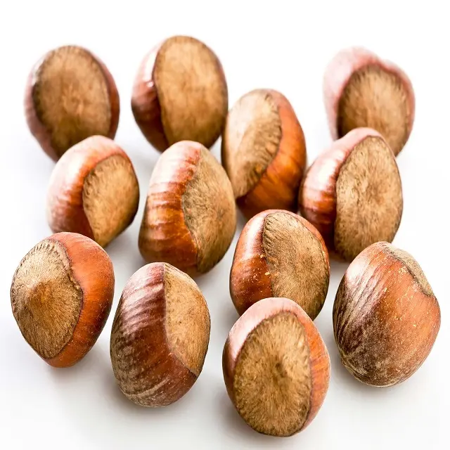 Сырые лесные орехи/органические гамазные орехи на продажу оптом