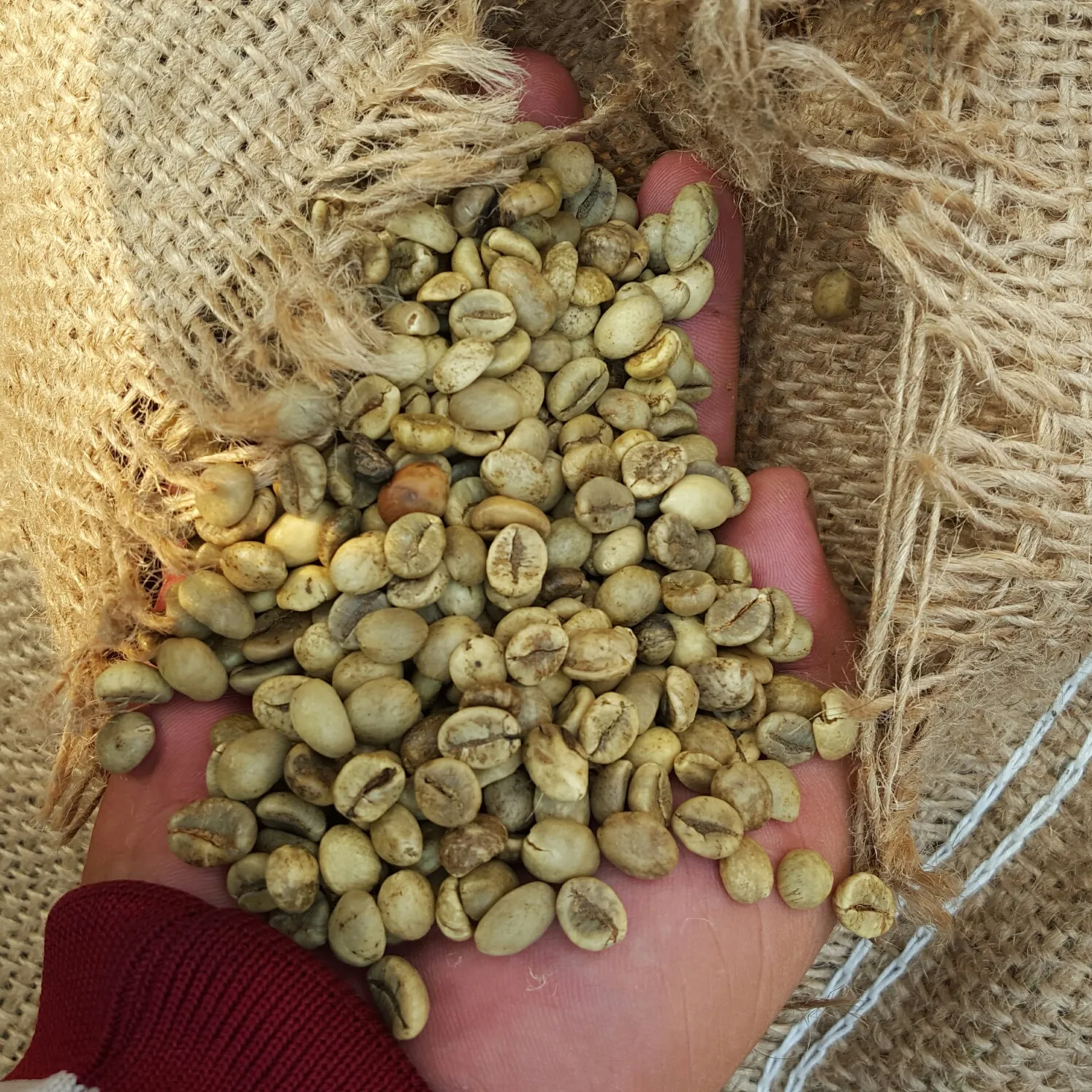 High Quality Vietnam Robusta Coffee Beans with very best price (TRACY HANFIMEX )