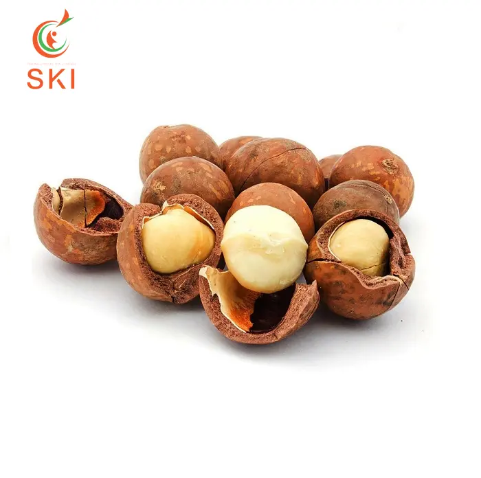Organic Macadamia Nut Dries With Medium Size Viet Nam Manufacturing Wholesale High Quality Macca Nuts