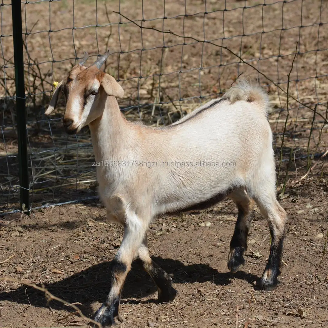 South African Spanish goats