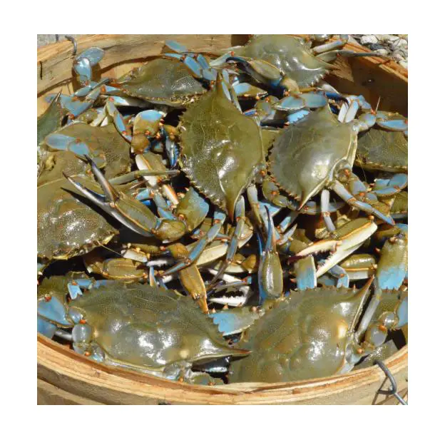 Fresh Crab / Frozen Crab / Whole Crab In Bulk