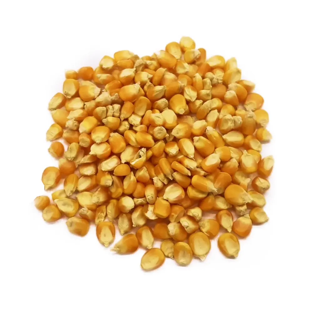 High Quality Russian Corn For Wholesale