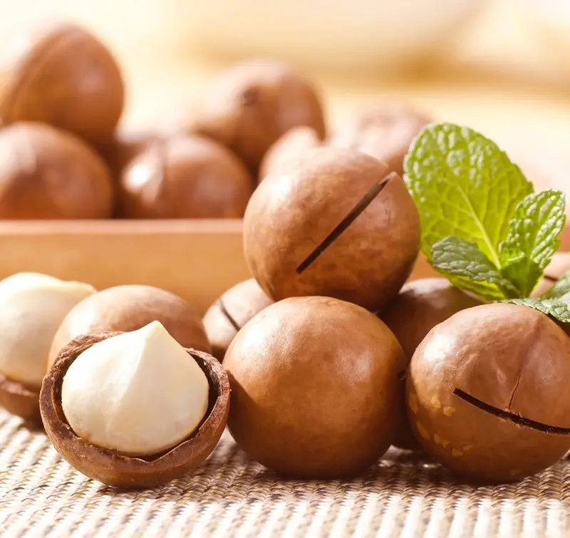 Raw Macadamia Nuts Inshell