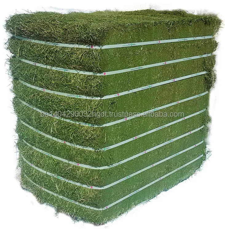 Super Top Grade Quality Alfafa Hay for Animal Feeding For Sale