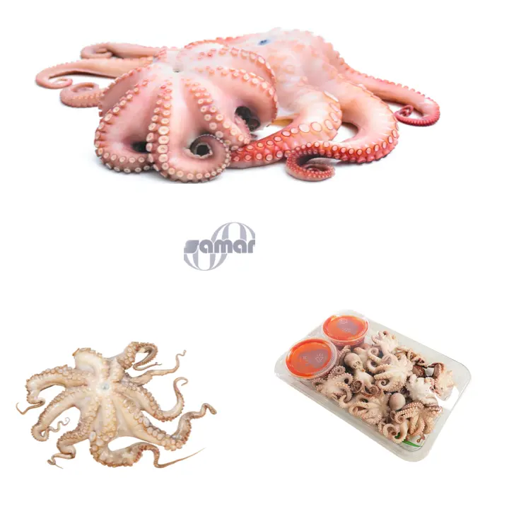 Frozen Octopus, Fresh From Spain (Whole), 6pcs/Box,36 lb Avg , Adult & Baby Octopus