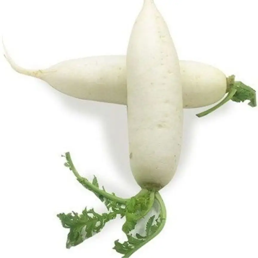 Manufacturer Supply Fresh Radish