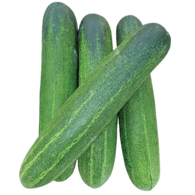 Fresh New Top Cucumber 2020