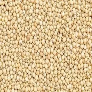High Quality Sorghum forsale