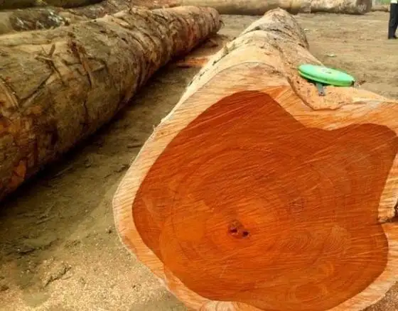 Pine and Oak Teak Wood Logs, Timber, Firewood Sawn Timber