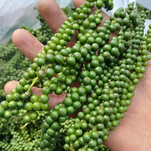 พริกเขียวสดคุณภาพสูงจากเวียดนามและพริกในน้ำเกลือเป็นทางเลือกที่ดีที่สุดสำหรับทุกมื้อ - Product Image 3