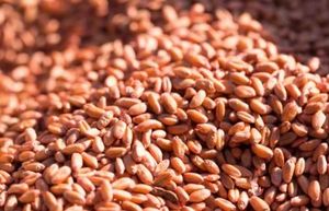 Organic Hard Red Winter <strong>Wheat</strong> in <strong>Bulk</strong> Incredible Savings on Dried Food Style Buy Now for Best <strong>Prices</strong> and Stock up for Less - Product Image 4