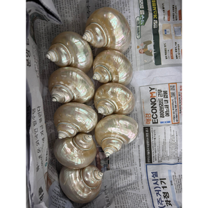 Turbo Imperialis <strong>Shell</strong> Polished From Vietnam Polished and Cleaned Green Turbo Marmoratus Seashells - Product Image 6