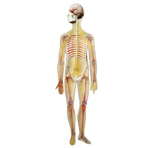 <strong>Human</strong> Nervous System Model Is Your Body Command Center and It Controls Your Movements Thoughts and Automatic Responses - Product Image 1