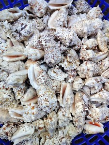 Large Size Trumpet Seashells Triton Seashell Conch <strong>Shells</strong> Natural Sea <strong>Shell</strong> Originated From Vietnam - Product Image 2