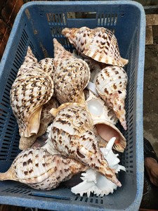 Exporting Top Quality Seashells and Snail <strong>Shells</strong> From Vietnam Bulk Export - Product Image 5