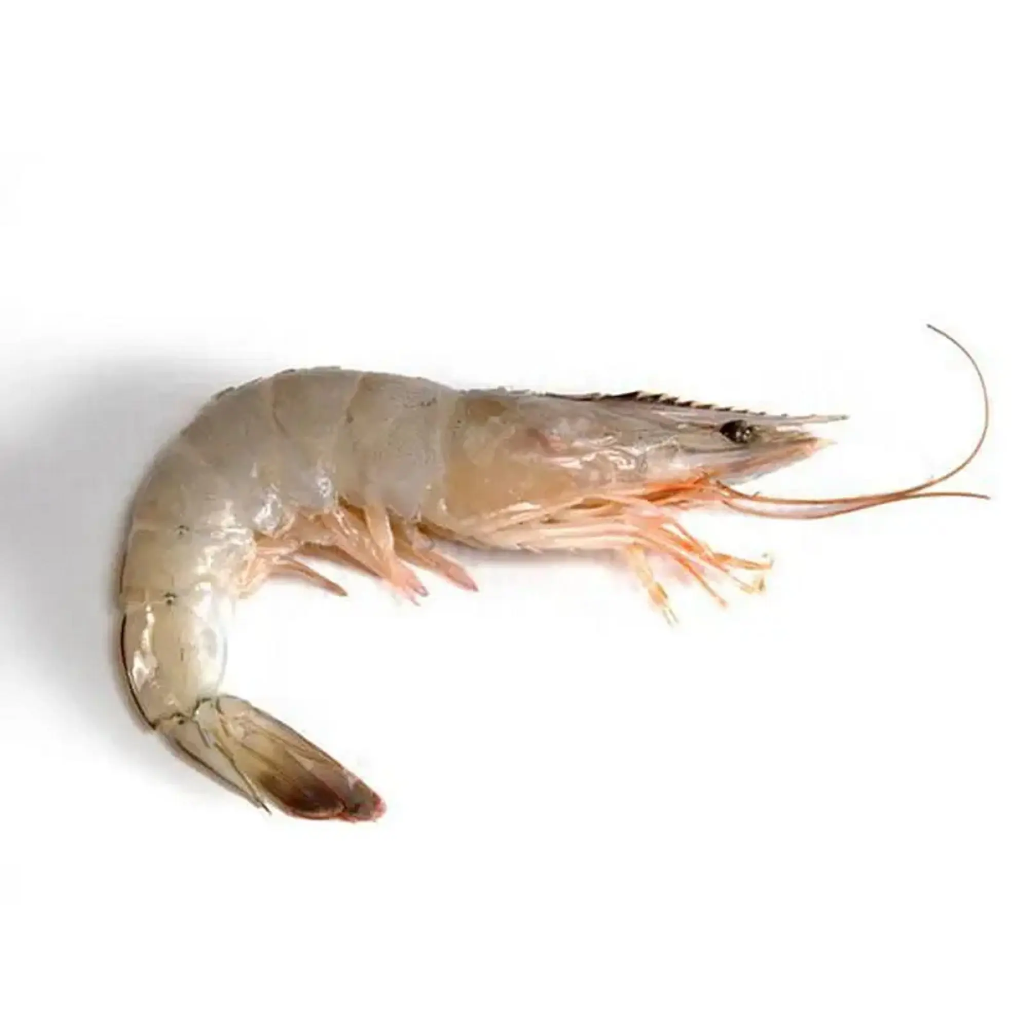 Camarón blanco Vannamei congelado fresco de la mejor calidad/gambas congeladas frescas a la venta al mejor precio