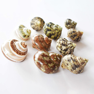 Mother of Pearl Seashell Emty Clean Queen Conch pink <strong>Shell</strong> Natural Ocean Seashells Assorted Coastal Sea <strong>Shells</strong> - Product Image 1