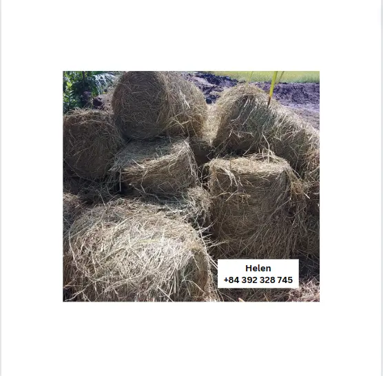 140 $/MT Meilleur prix paille de paddy de riz de haute qualité Résidus de paille de paddy de riz jaune séché Pas cher vente en vrac quantité Paille d'alimentation