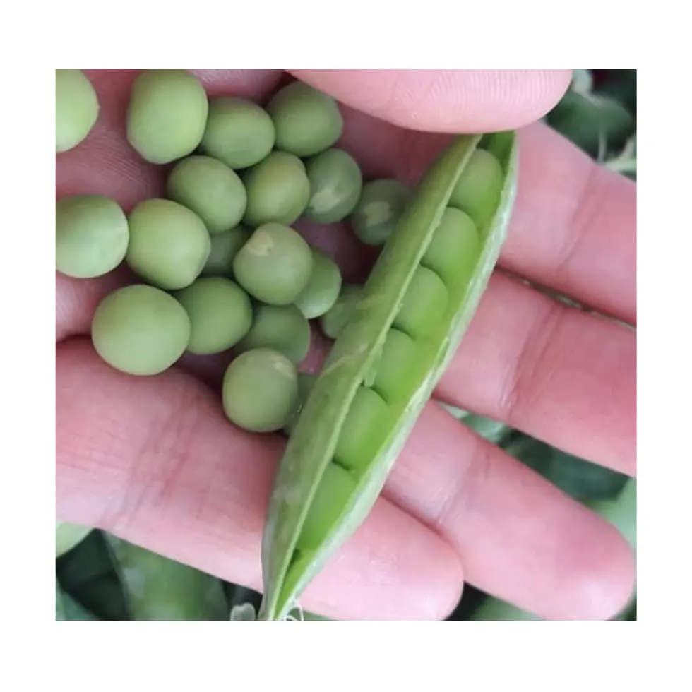 Premium frozen sweet green beans for high quality importers From 99 Gold Data in Vietnam