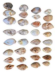 Doğal nadir fosil salyangoz Druzy akik | Doğal kabuk kuvars fantezi gevşek taş kabuk kuvars Opalized fosil örnekler - Product Image 6