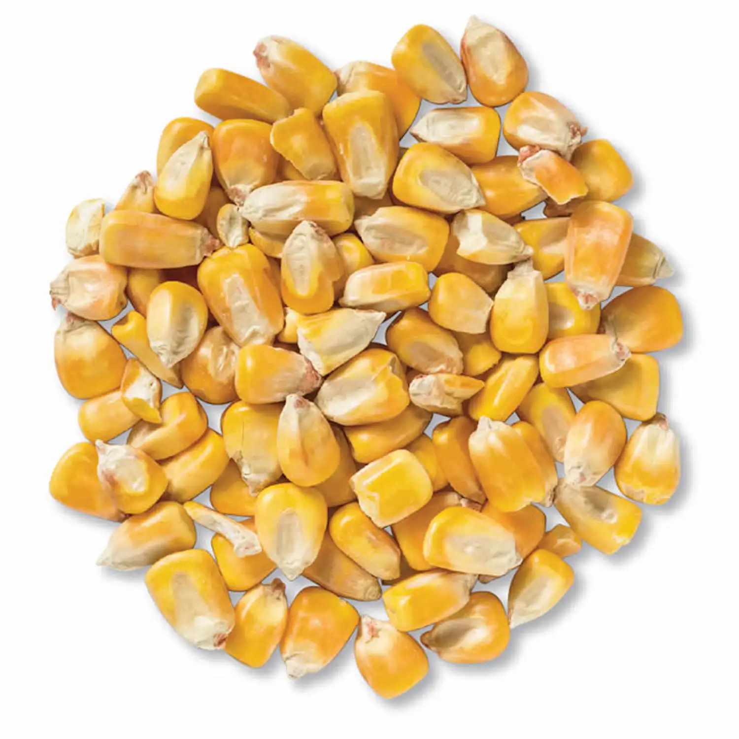 Maïs jaune séché de qualité supérieure à vendre