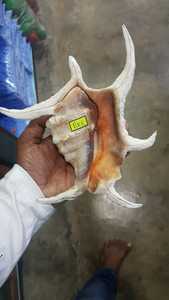 Large Natural Sea <strong>Shells</strong> Suitable for Sea <strong>Shell</strong> Stores Ideal for Resale and for <strong>Shell</strong> Collectors - Product Image 5
