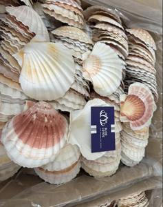 ホタテ貝装飾用 - Product Image 4