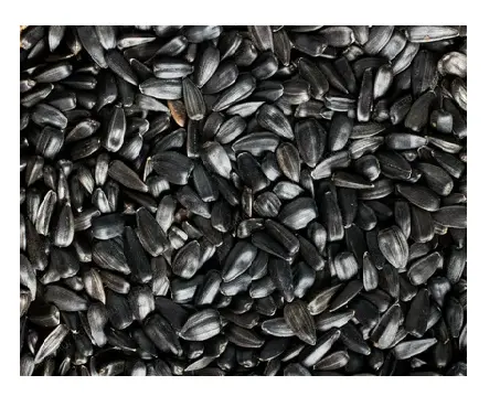 Zwarte Zonnebloempitten Hoge Kwaliteit Zaden Te Koop Van Fabrikant Zonnebloempitten Groothandel Beschikbaar Voor Verkoop
