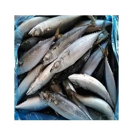 Meilleur service poisson de fruits de mer 300-500g pacifique bateau frais maquereau congelé poisson cheval en stock