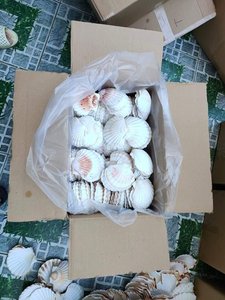 ホタテ貝殻-2022年輸出のための高品質、美しい形と安い価格 - Product Image 6