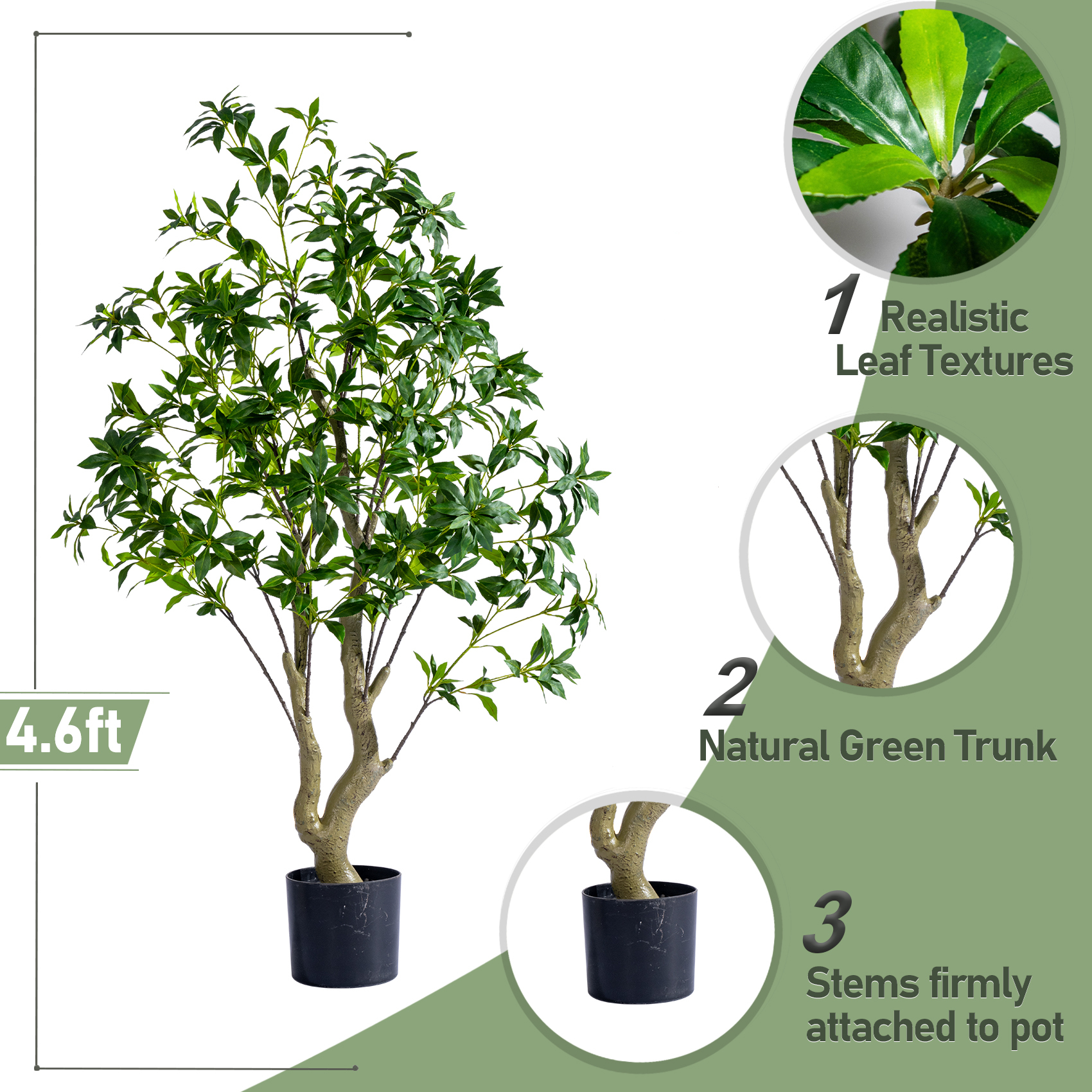 4.6ft / Pieris Tree Standard Green