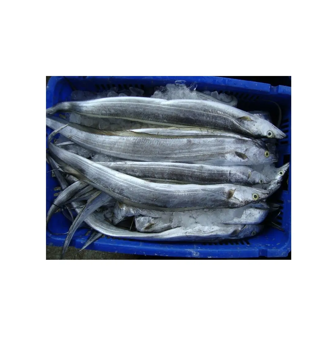 Pemasok makanan laut beku berukuran 500-700g IWP pita ikan beku