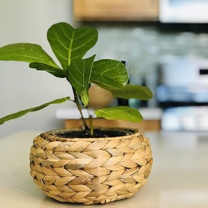 Ucuz fiyat su sümbülü saksı çiçek çevre dostu konteyner tencere vietnam'da yapılan toptan - Product Image 6